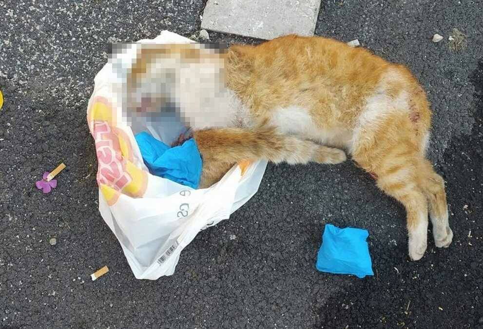 Lariano: furto con destrezza al negozio di animali