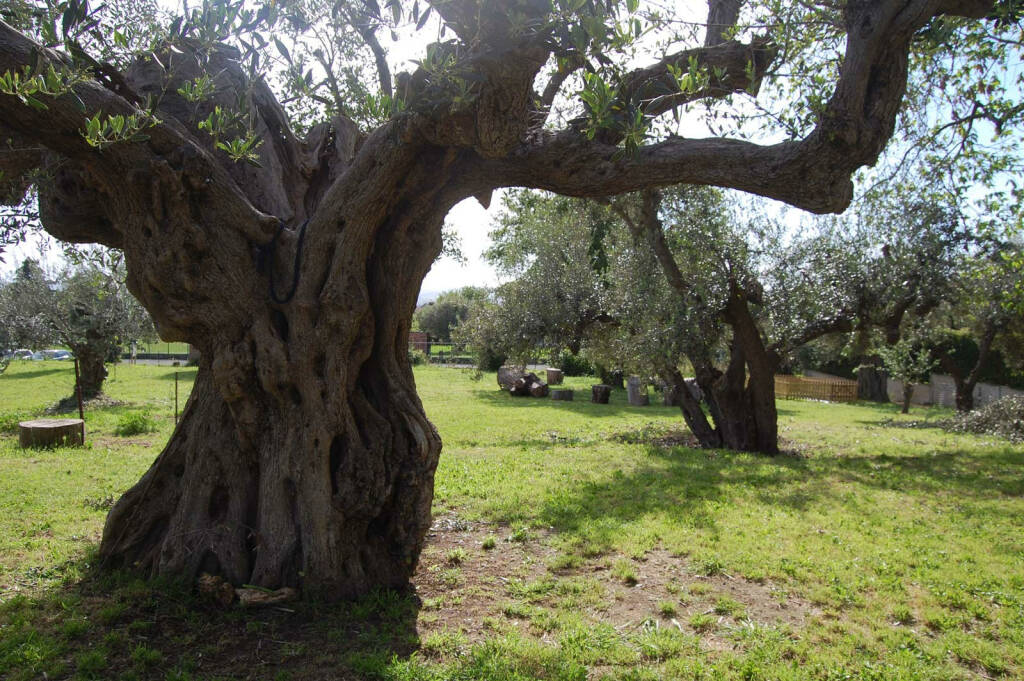 piccola oasi delle mole albano