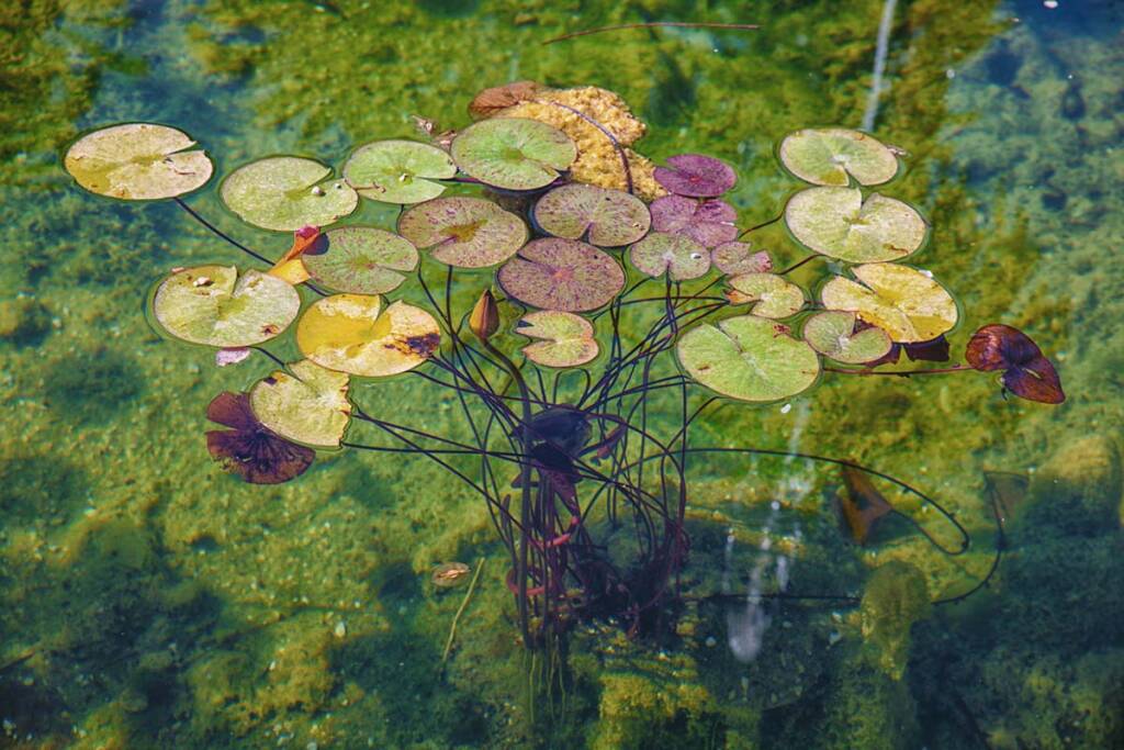 A Roma ti aspettano tante piante rare e da collezione. Dove? Al Museo  dell'Orto Botanico torna La Conserva della Neve (15 / 17 Settembre) -  Castelli Notizie