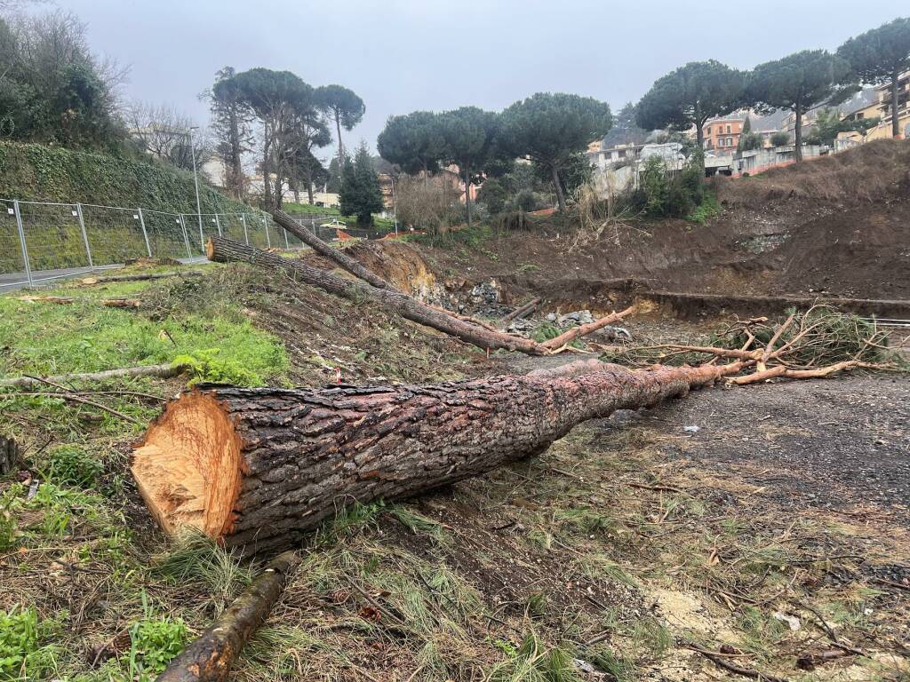 taglio pini cantiere monte compatri scuola