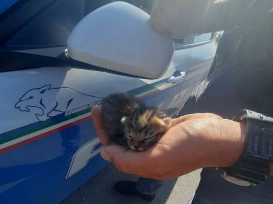 Polizia Abbandono Animali