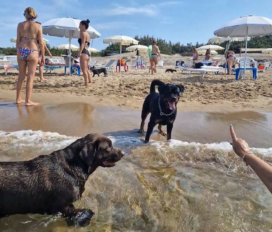 spiagge dog friendly