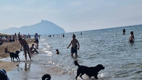 spiagge dog friendly