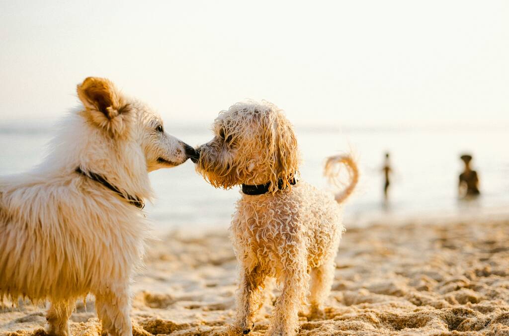 spiagge dog friendly