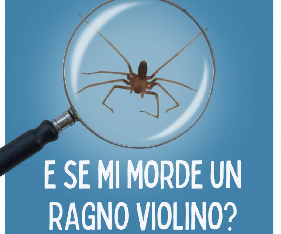 ragno violino 