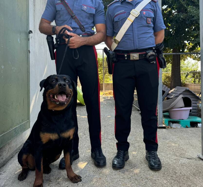 Rottweiler carabinieri 