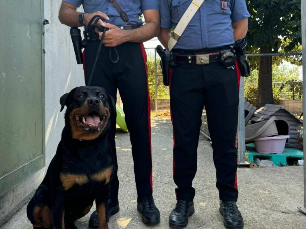 Rottweiler carabinieri 