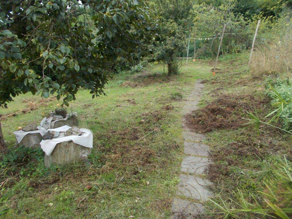 Invasione di cinghiali in una casa a Velletri (FOTO)